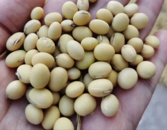 soy soy